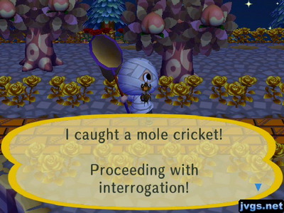 I caught a mole cricket! Proceeding with interrogation!