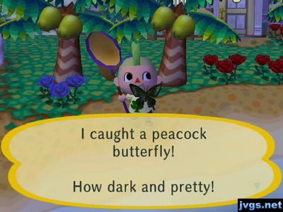 I caught a peacock butterfly! How dark and pretty!