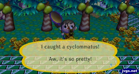 I caught a cyclommatus! Aw, it's so pretty!