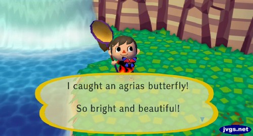 I caught an agrias butterfly! So bright and beautiful!