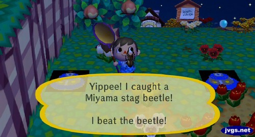 Yippee! I caught a Miyama stag beetle! I beat the beetle!