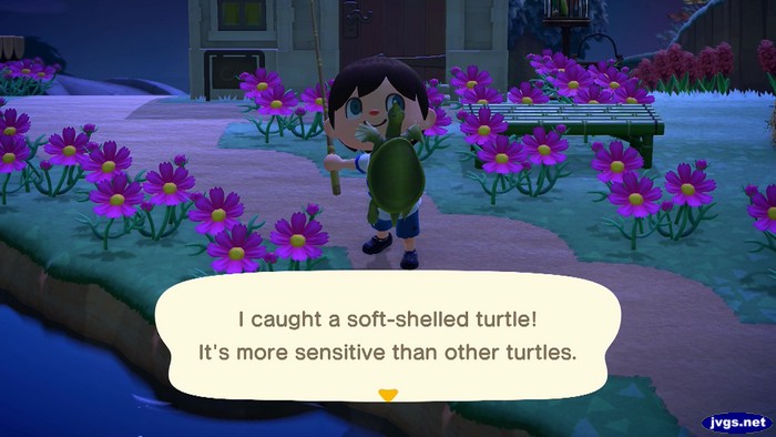 I caught a soft-shelled turtle! It's more sensitive than other turtles.