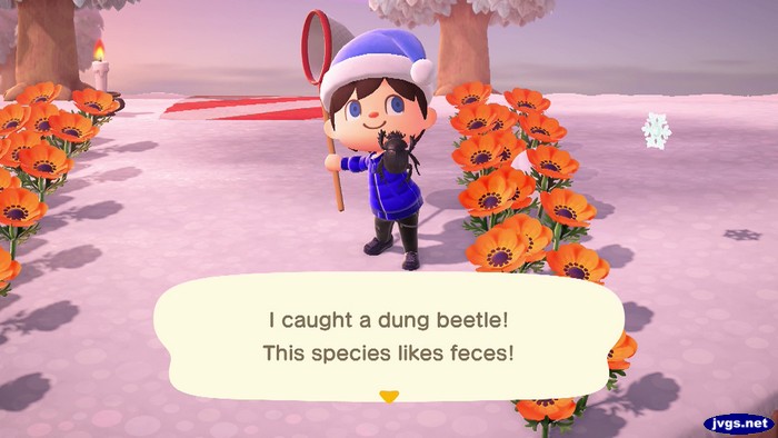 I caught a dung beetle! This species likes feces!