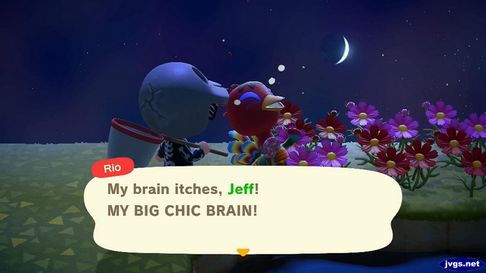 Rio: My brain itches, Jeff! MY BIG CHIC BRAIN!