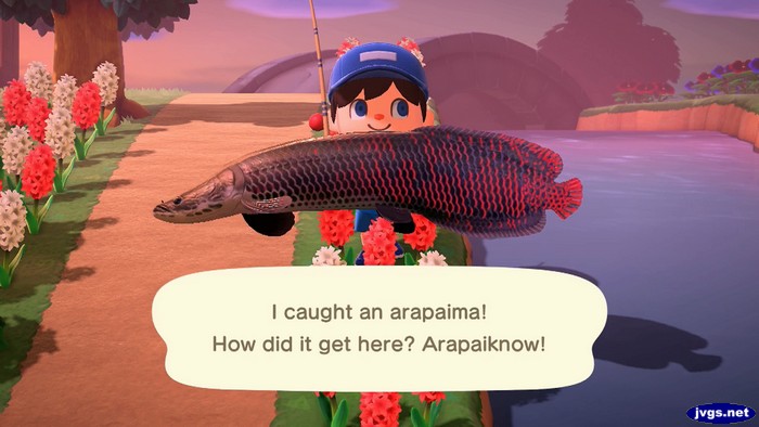 I caught an arapaima! How did it get here? Arapaiknow!