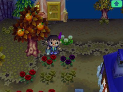 My first black rose in ACWW (Animal Crossing: Wild World).
