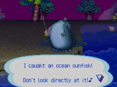 I caught an ocean sunfish! Don't look directly at it!