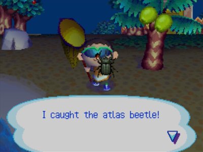 I caught the atlas beetle!