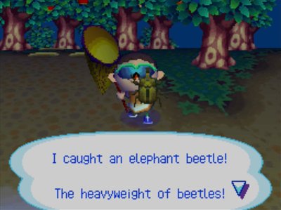 I caught an elephant beetle! The heavyweight of beetles!