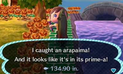 I caught an arapaima! And it looks like it's in its prime-a!