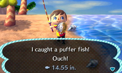 I caught a puffer fish! Ouch!